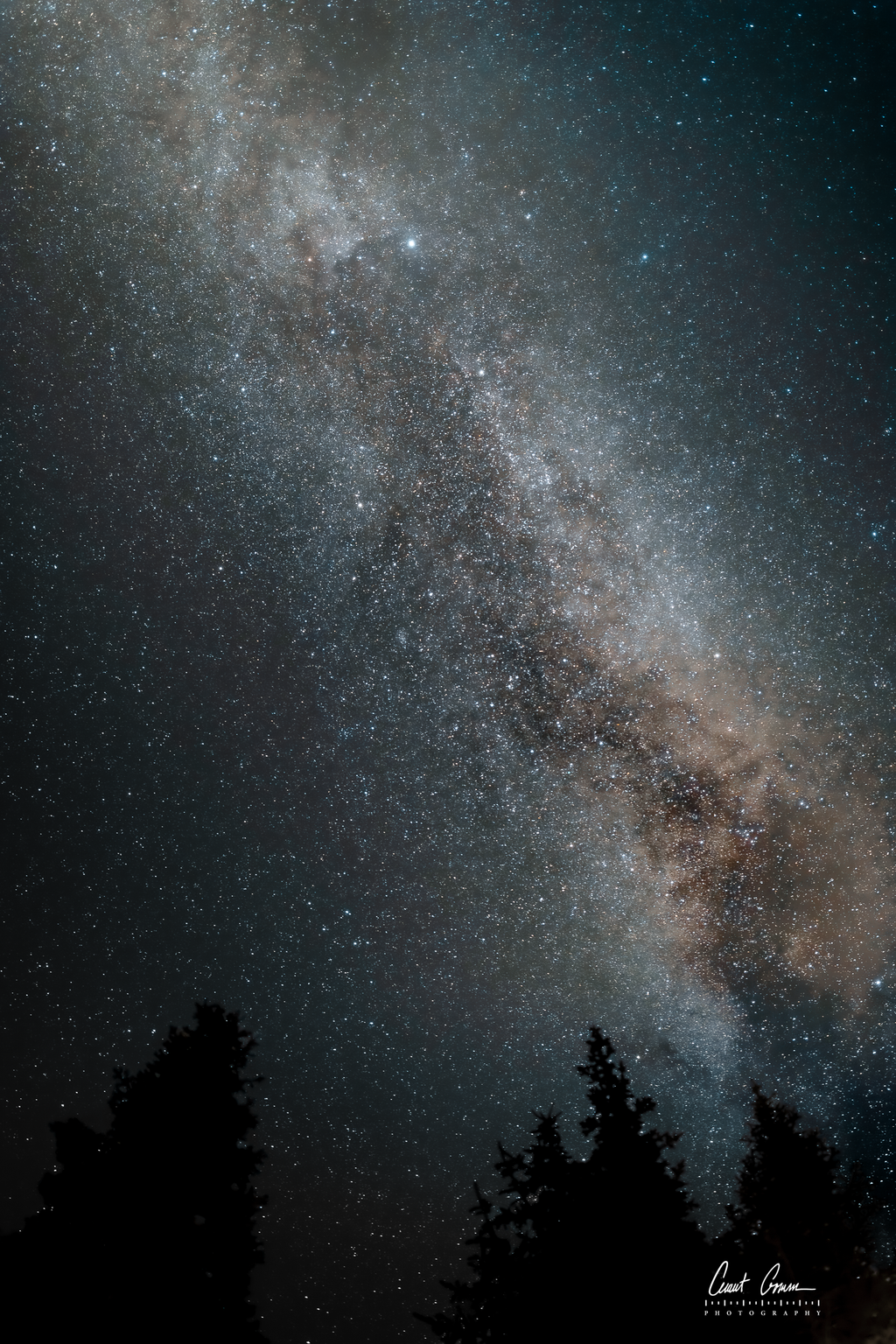 Milky Way galaxy stretching across a star-filled night sky above silhouetted pine trees