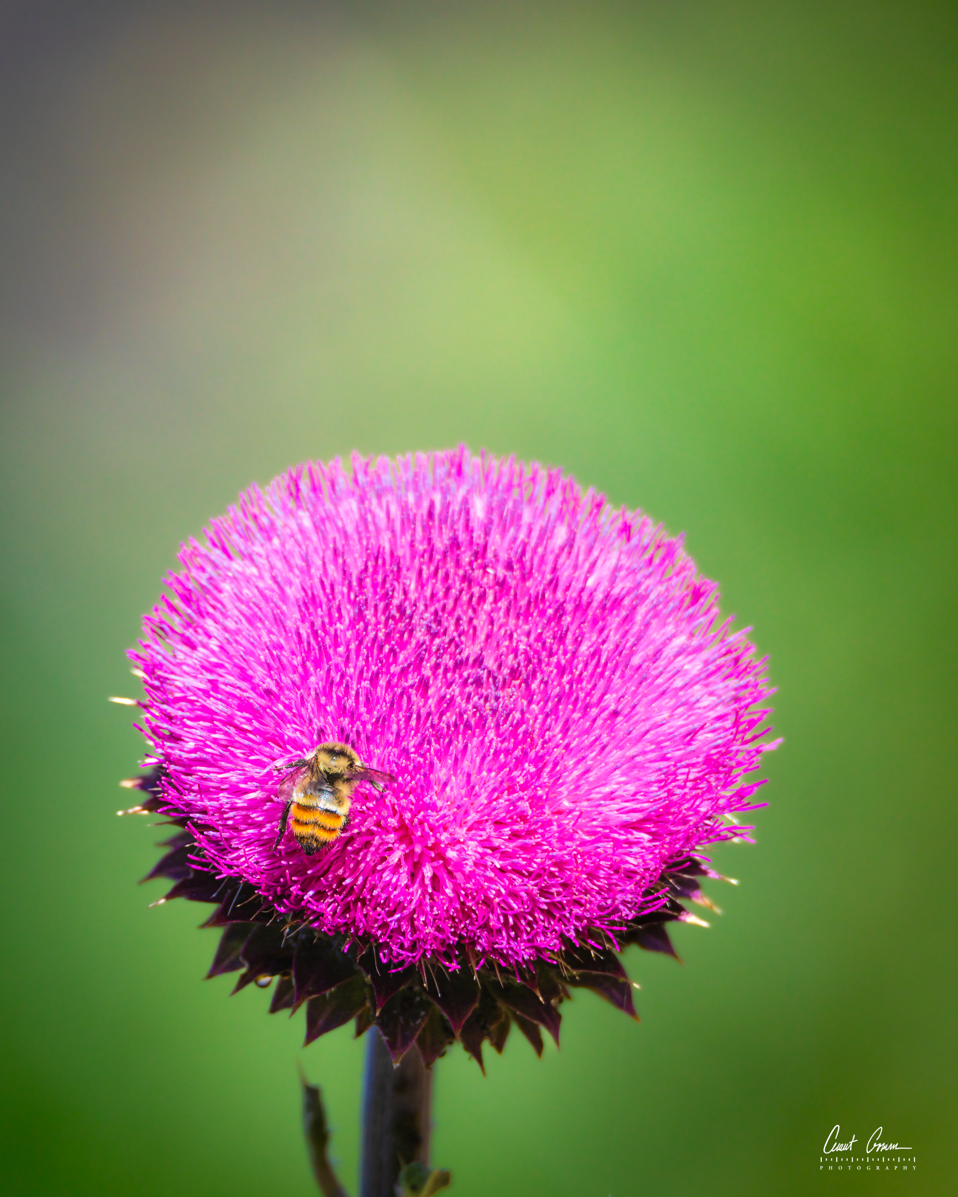 Bee on pink thistle bloom, green background.