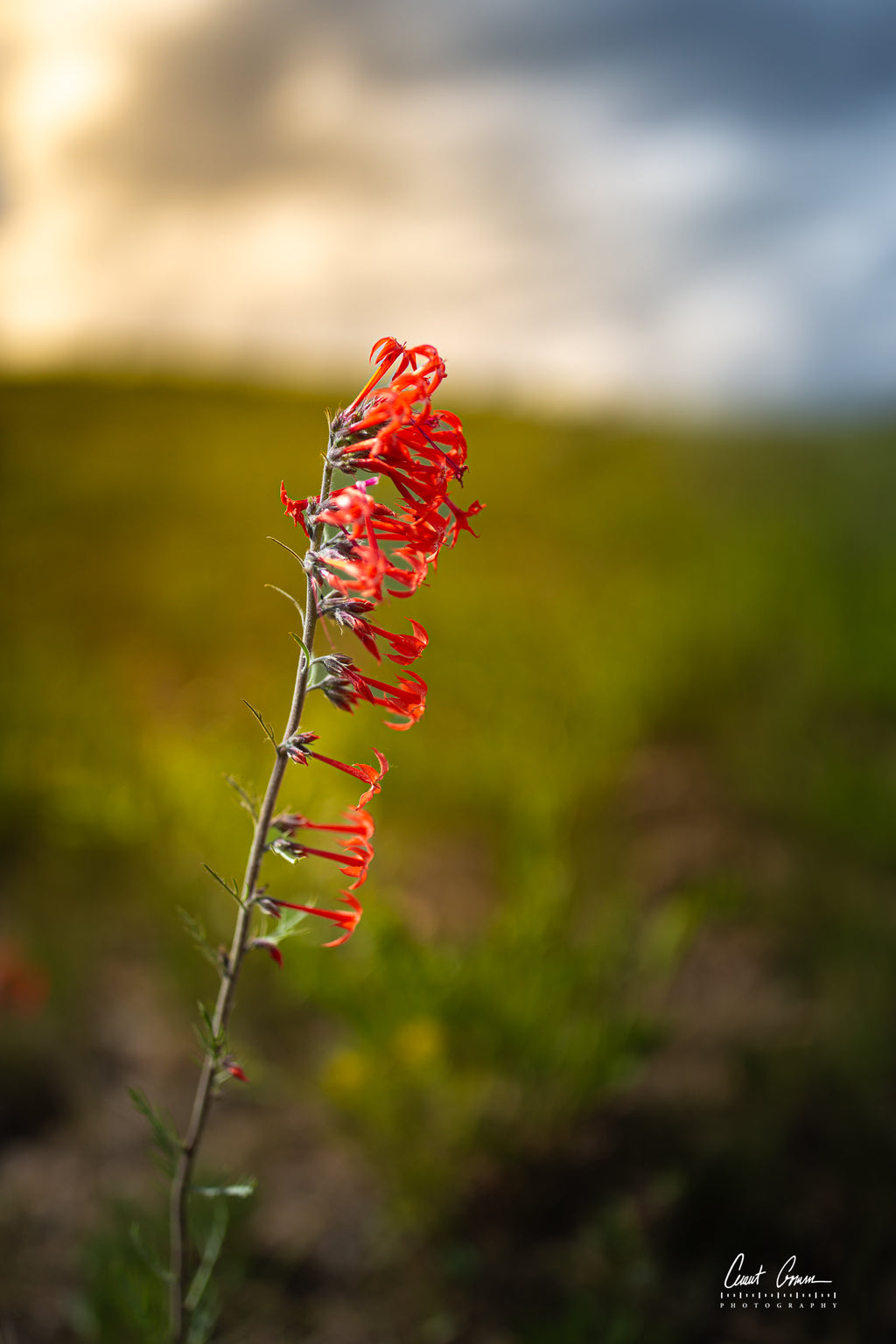 Skyrocket Along the Ridge Photo on Metal