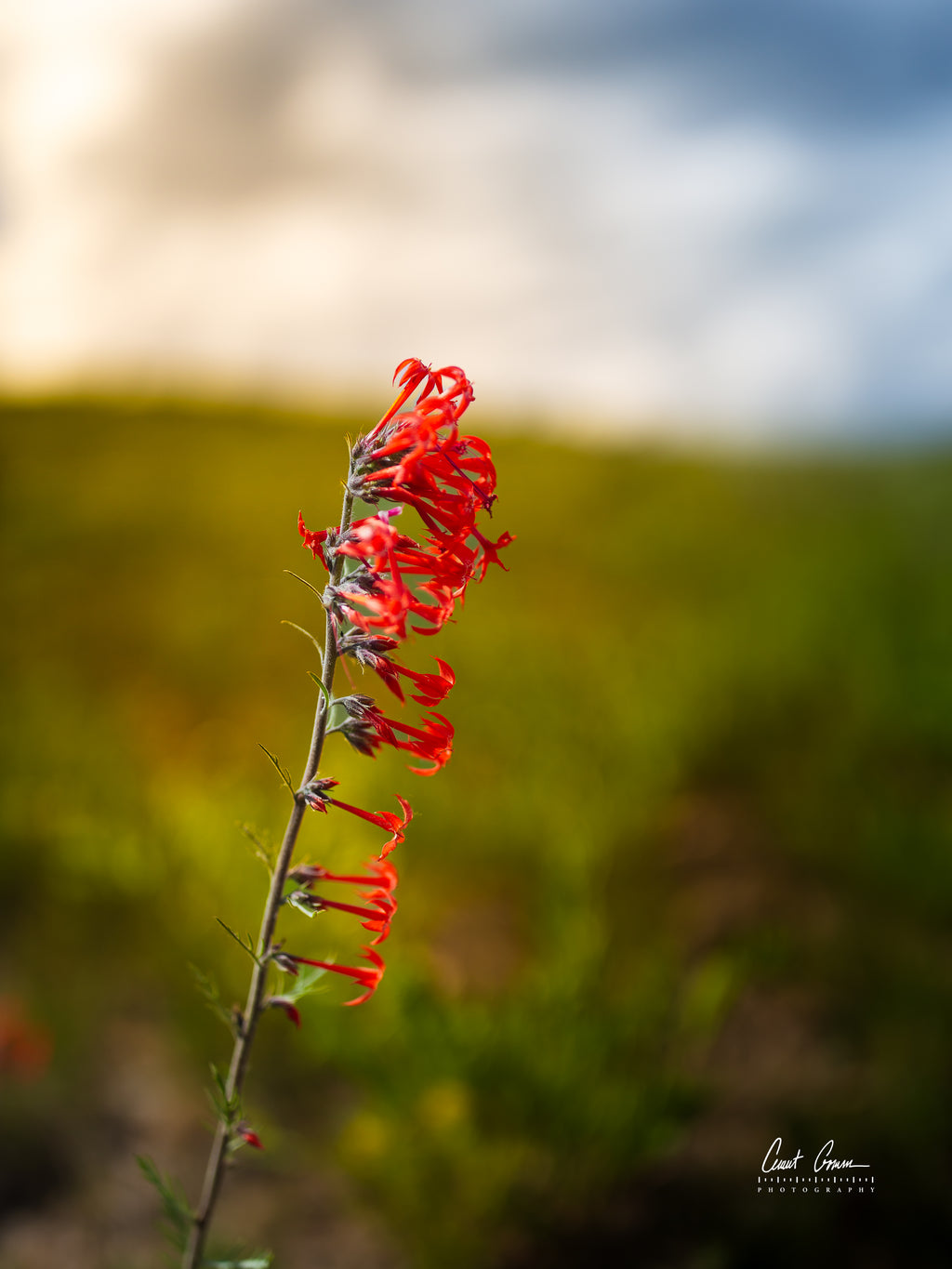 Skyrocket Along the Ridge — Canvas Print