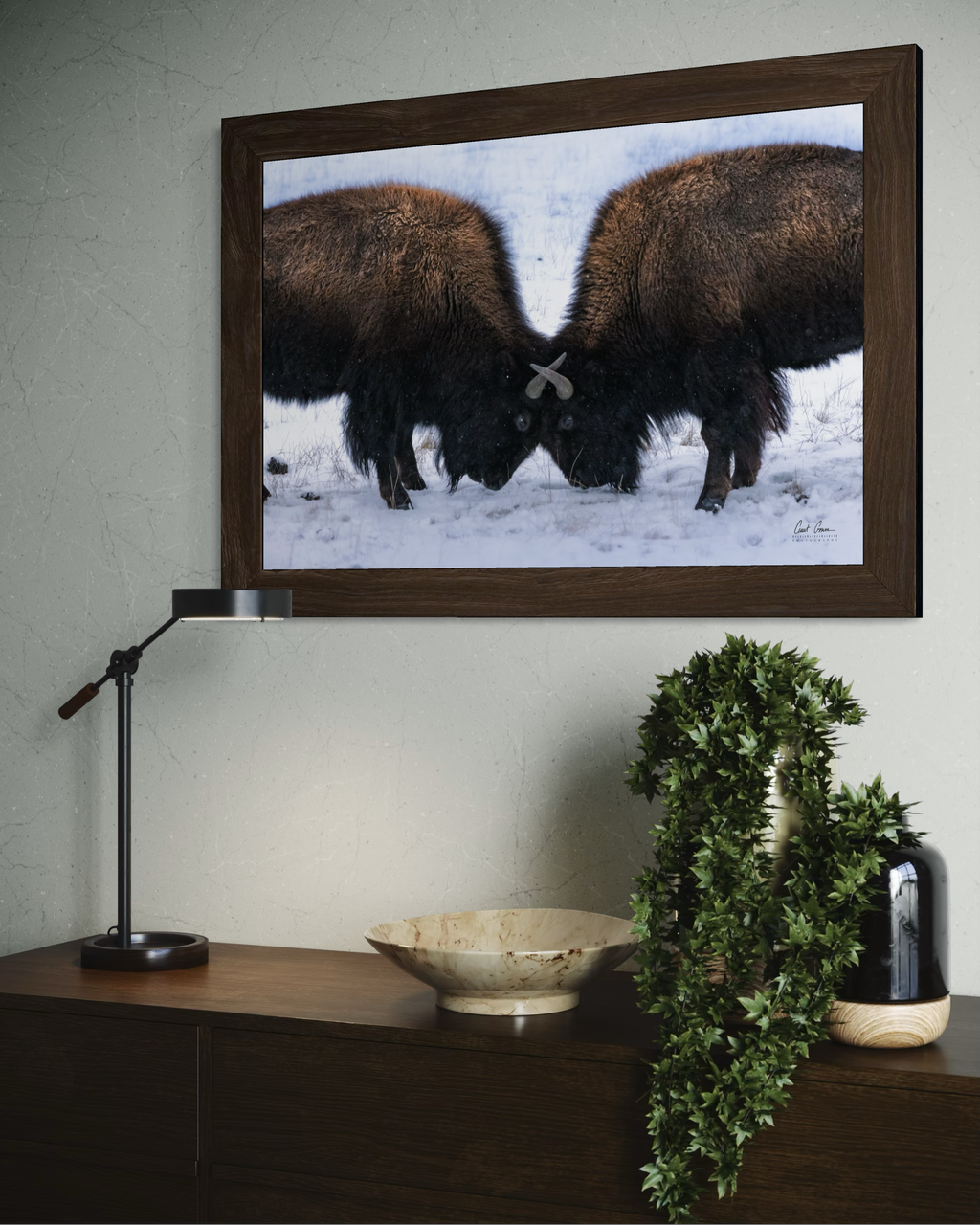 Winter Bison Duel Photo on Canvas