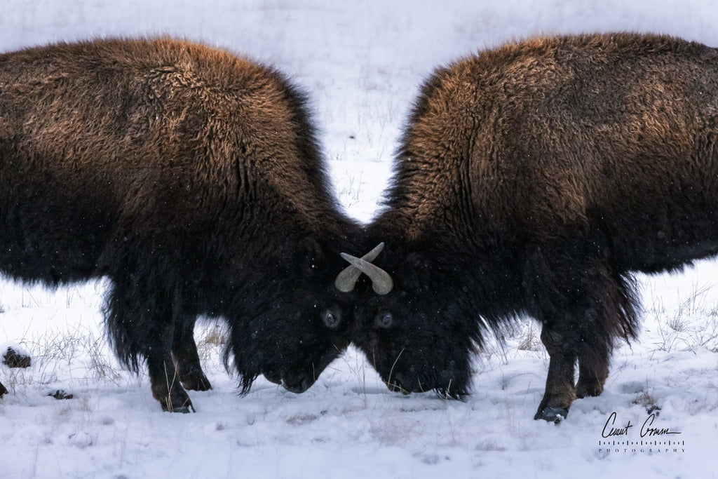 Two bison with heads down and horns locked in snow, winter wildlife photo print.