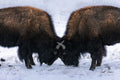 Two bison with heads down and horns locked in snow, winter wildlife photo print.