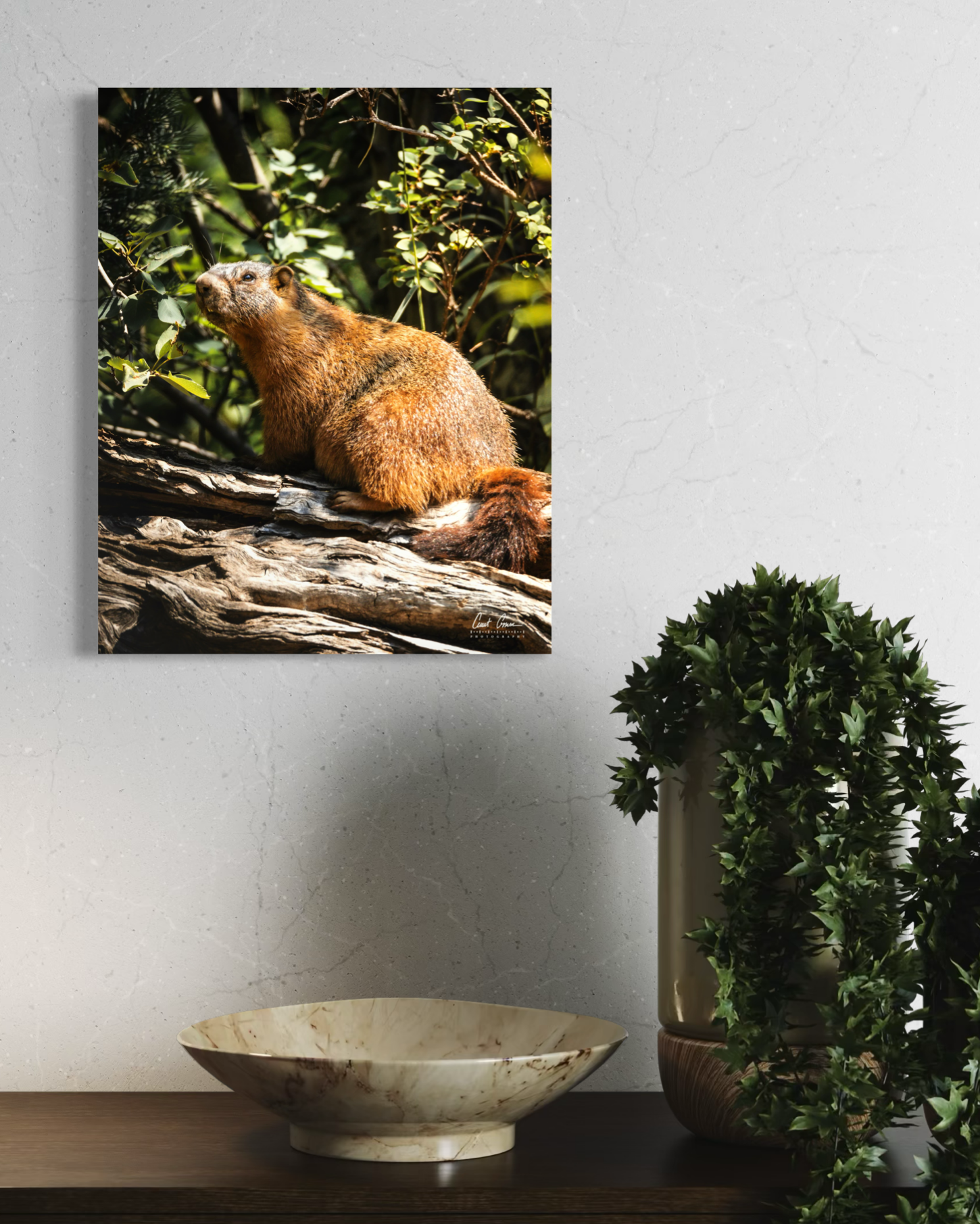 Yellow-bellied Marmot on Watch Photo on Metal