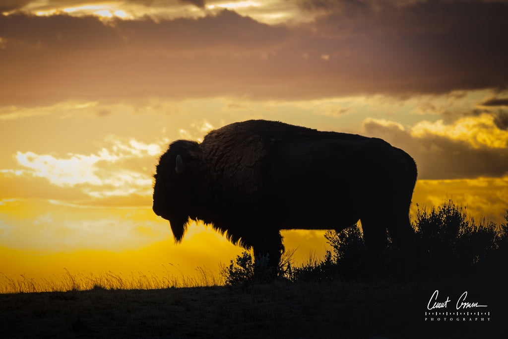 Sunset, Bison Silhouette Photo on Metal