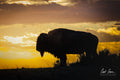 Sunset, Bison Silhouette Photo on Metal