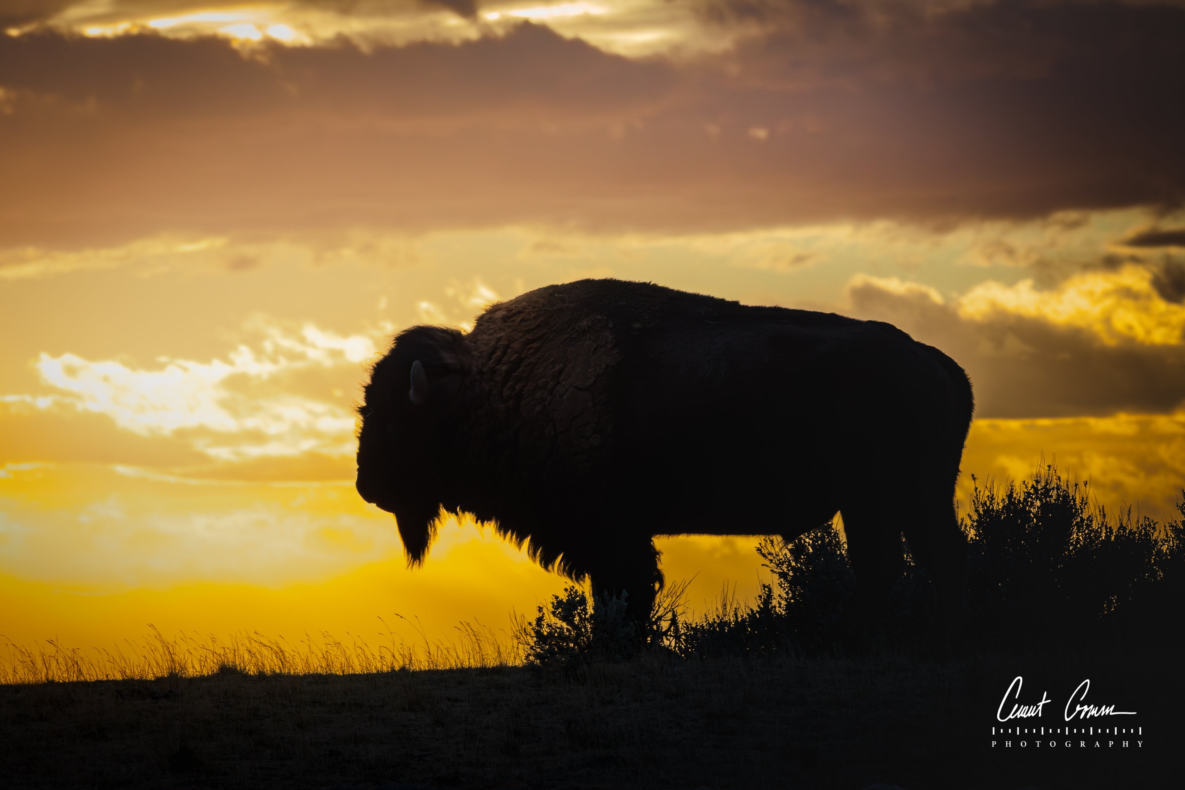 Sunset, Bison Silhouette Photo on Metal