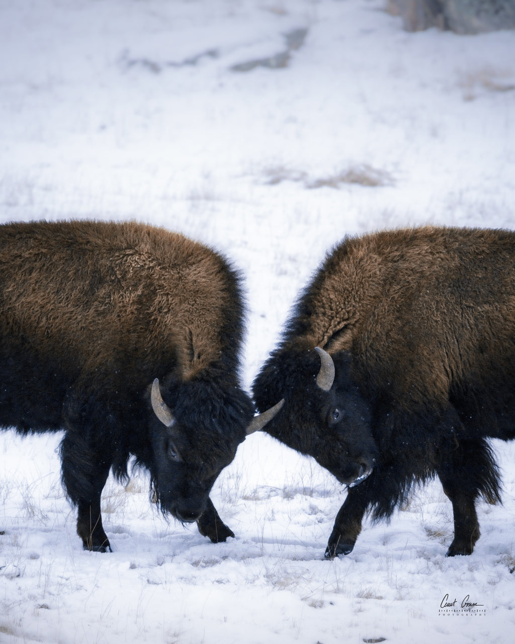 Lamar Winter Clash Photo on Metal