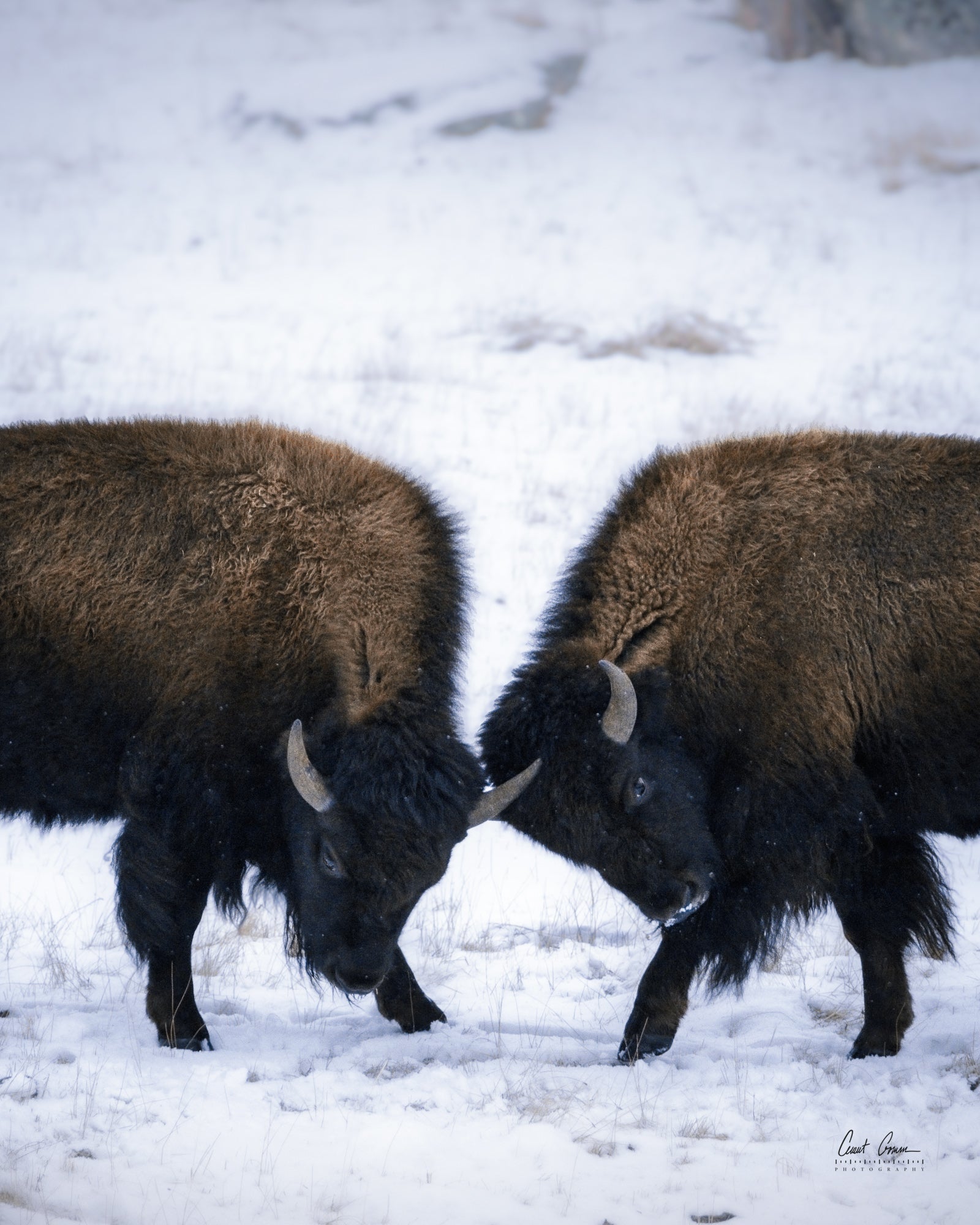 Lamar Winter Clash Photo on Metal