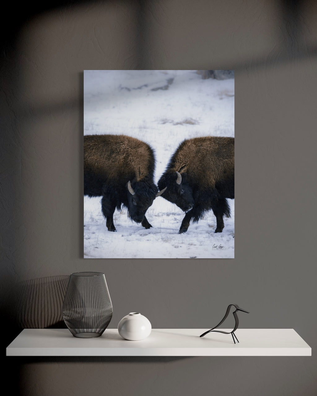 Lamar Winter Clash Photo on Metal